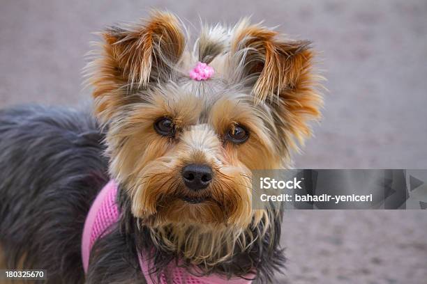Yorkshire Terrier - Fotografias de stock e mais imagens de Cão - Cão, Yorkshire, Fêmea de animal