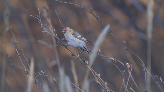 Redpoll (Acanthis flammea) bird sits on dry grass and eats seeds.