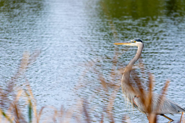 A great blue heron walks in front of a stand of cattails. Copy space.