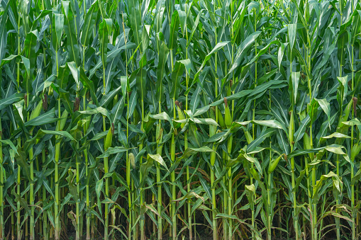 green shoots of corn close up