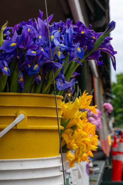 íris roxas e narcisos amarelos no mercado. - seattle close up petal purple - fotografias e filmes do acervo