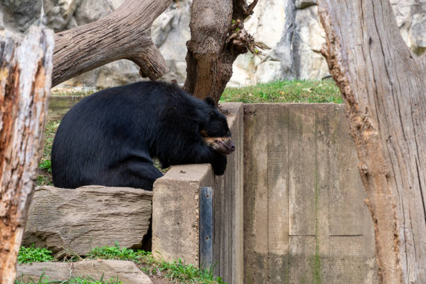 istock An Andean spectacled bear sleeps in his enclosure. 1803267140