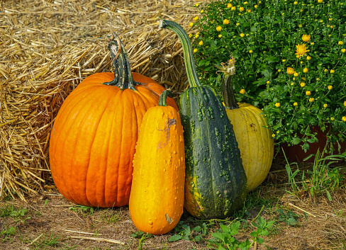close up pumpkins as decoration outdoor