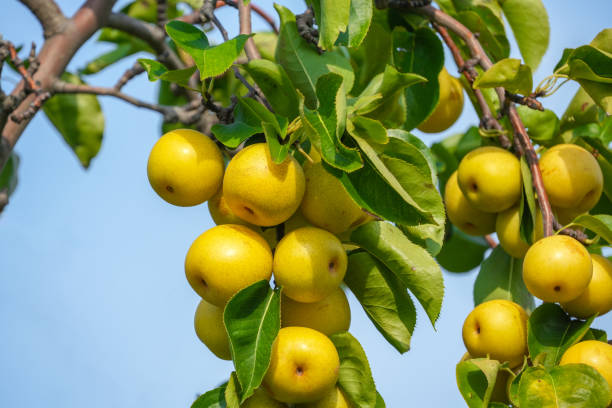 istock fresh ripe Asian pear on the tree 1803268722