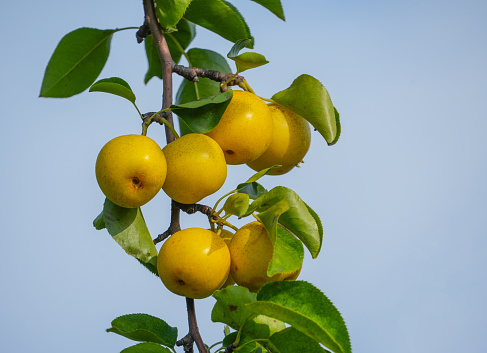 fresh ripe Asian pear on the tree