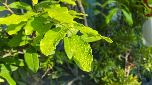 Closeup view of galls covering leaves. Closeup view of galls covering leaves. gall mite stock pictures, royalty-free photos & images