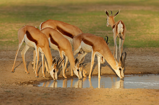 Springbok antelopes (Antidorcas marsupialis) at a waterhole, Kalahari desert, South Africa