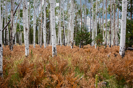 Aspen groves are unique ecosystems characterized by a remarkable ability to reproduce vegetatively, leading to the formation of what appears to be a single organism known as a clonal colony.  Aspen trees (Populus tremuloides) primarily reproduce through a process called suckering. The grove starts from a single seedling, but over time, new shoots (suckers) emerge from the root system, creating genetically identical trees. These interconnected trees form a clonal colony, often considered the largest living organism on Earth.  The trees within an aspen grove are connected by a common root system. This interconnected root network allows the trees to share resources such as water and nutrients. It also enables them to communicate with each other, making the grove function as a unified entity.  This aspen grove was photographed near Bismarck Lake in the Coconino National Forest north of Flagstaff, Arizona, USA.