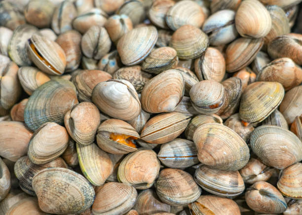 istock fresh collected clams in pile as seafood background 1803280369
