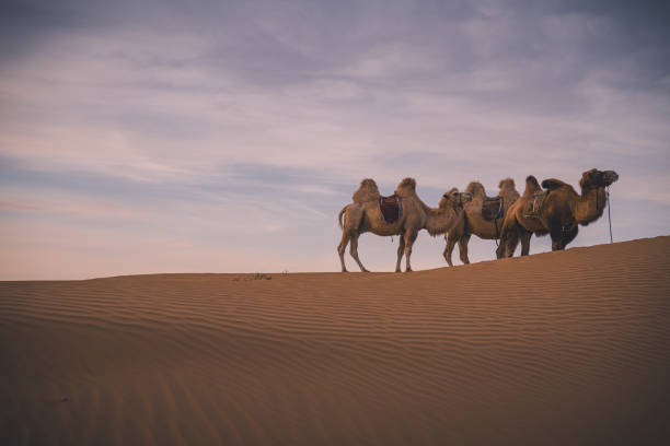 istock In China's Inner Mongolia, desert camel at sunset, Baotou, China 1803283539