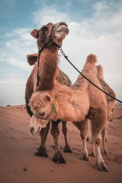 Two camels posing in the desert, Inner-Mongolia, China. Orange and cyan colors, copy space for text, vertical wallpaper