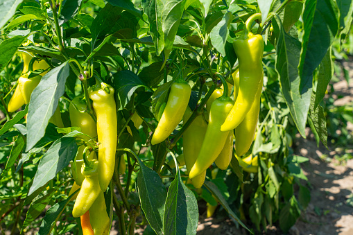 close up on fresh yellow peppers on the bushes in farm field