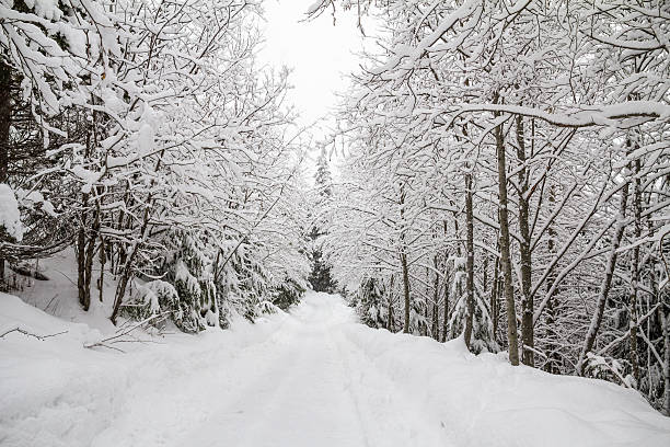 istock Snowy trail through corridor of deciduous trees, Whistler, BC 180328891