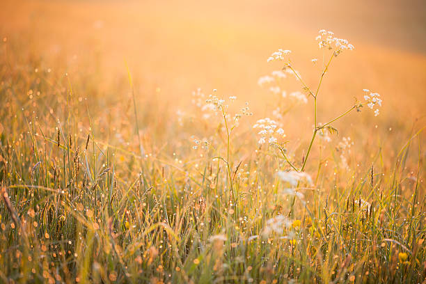 Rano meadow – zdjęcie