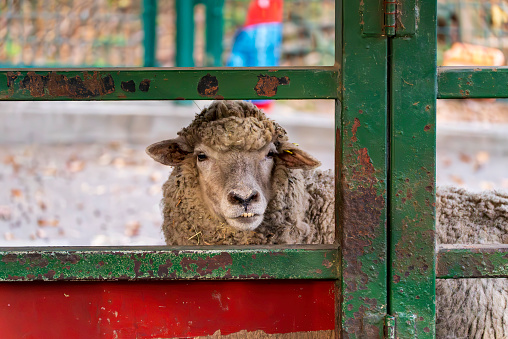 sheep peeking through the fence