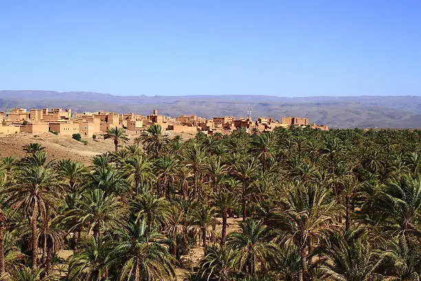 Oasis with palm trees in Draa Valley