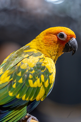 Sun Parakeet or Sun Conure parrot, beautiful yellow and orange parrot bird
