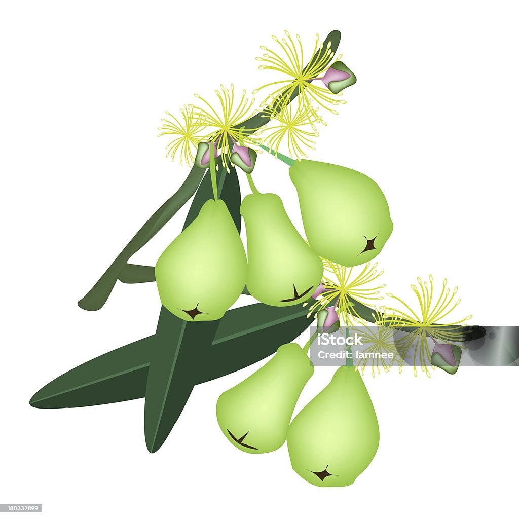 Água Verde maçãs e flores sobre fundo branco - Ilustração de Alimentação Saudável royalty-free