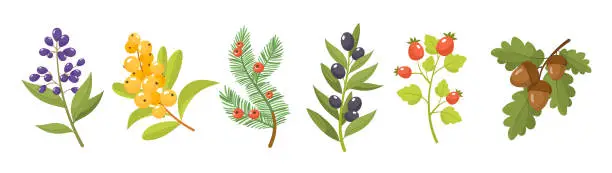 Vector illustration of Branches with berries vector set