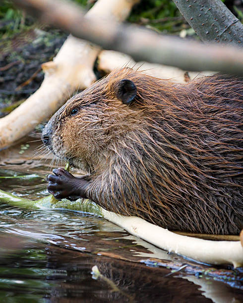 istock Beaver Dining in the Tetons 180333487