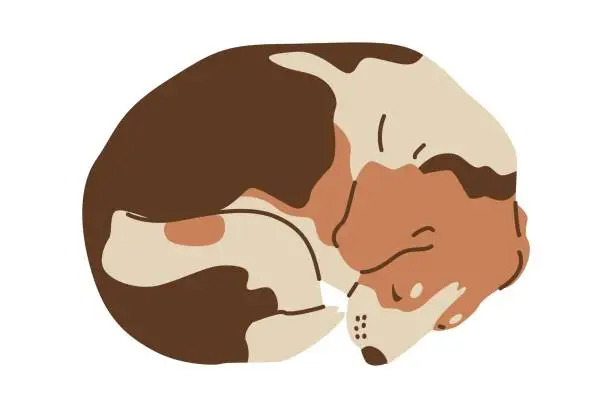 Vector illustration of Spotted Beagle lies curled up in a ball. Sleeping dog. Friend of human. Vector illustration for veterinary clinics and pet stores.