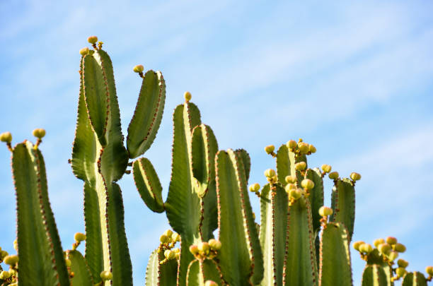 istock Green Agave Plant Cactus 1803347200
