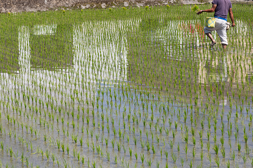 Field of rice, background, full frame