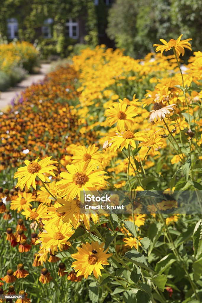 Jardines con hermosos cuadro floral de Heliopsis amarillo - Foto de stock de Aire libre libre de derechos