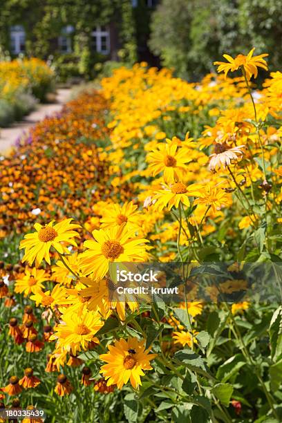 Jardines Con Hermosos Cuadro Floral De Heliopsis Amarillo Foto de stock y más banco de imágenes de Aire libre