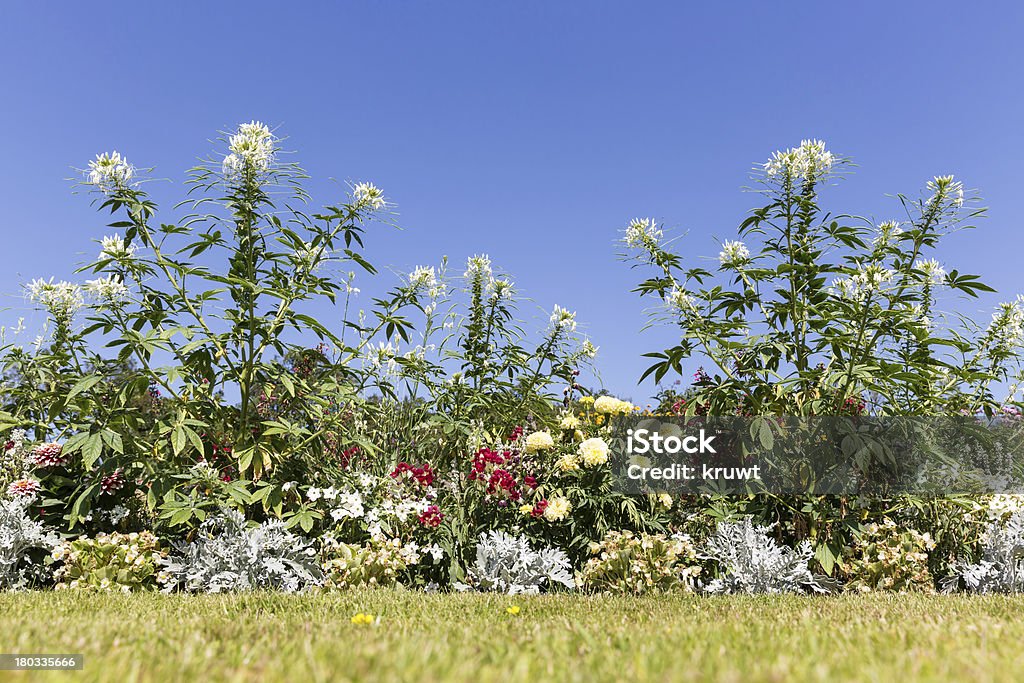 Jardín con hermosos blanco Cleome spinosa contra un cielo azul - Foto de stock de Flor libre de derechos