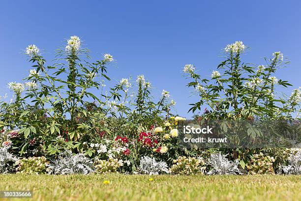 Jardín Con Hermosos Blanco Cleome Spinosa Contra Un Cielo Azul Foto de stock y más banco de imágenes de Flor