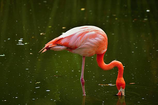 istock The pink flamingo looks for a forage 180335870