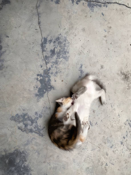 istock Adorable kitten in a home environment. 1803366458