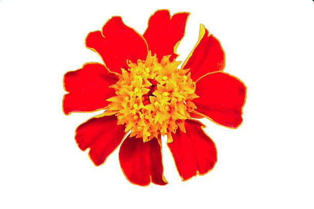 istock image of a beautiful flower garden marigold TAGETES 180337655