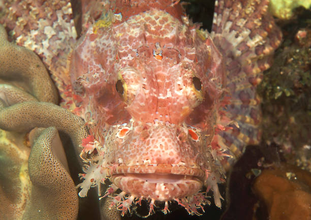 istock Tasseled Scorpionfish hidden on corals 1803379967