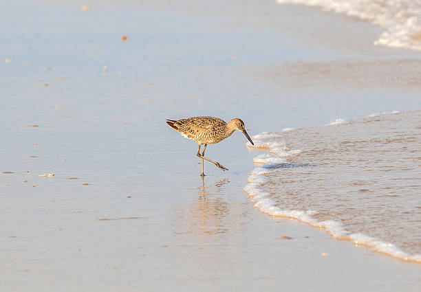 istock wild seagulls at the beach 180338033