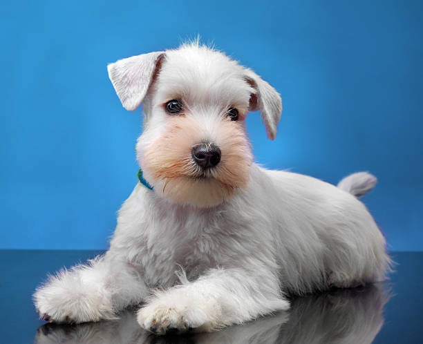 istock White miniature schnauzer puppy 180338110