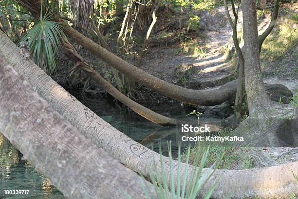 Foto de Lithia Springs State Park Na Flórida e mais fotos de stock de Flórida - EUA - Flórida - EUA, Acampar, Arbusto