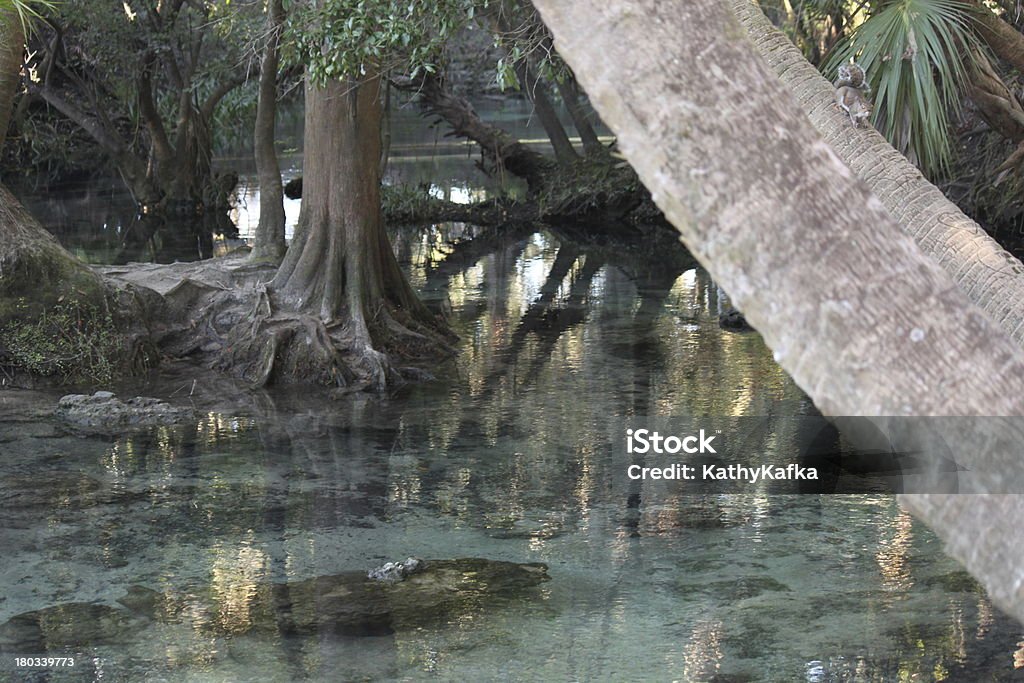 Lithia Springs Parque estatal de na Flórida - Royalty-free Florida - EUA Foto de stock