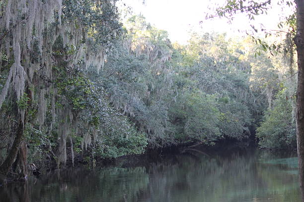 istock Lithia Springs State Park in Florida 180340012
