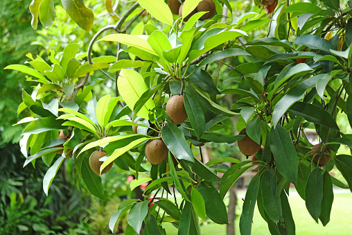 Fruiting Sapodilla Tree in the Garden