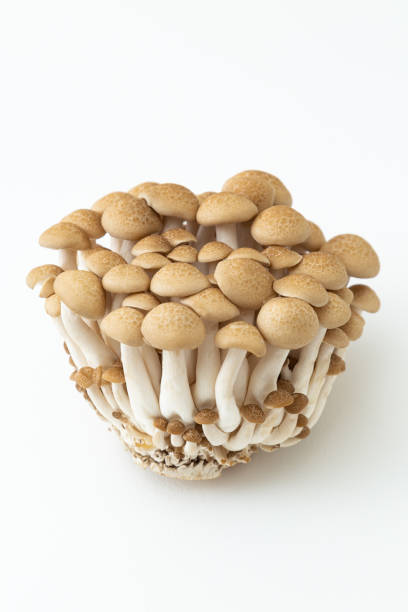 흰색 바탕에 시메지 버섯 - 만가닥 버섯 뉴스 사진 이미지