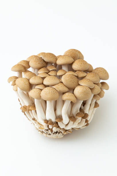 Shimeji mushrooms on white background