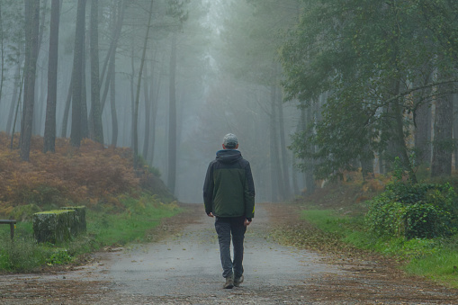 Photograph of an adult person walking alone along a forest trail in a pine forest. Hiking on a foggy day in autumn