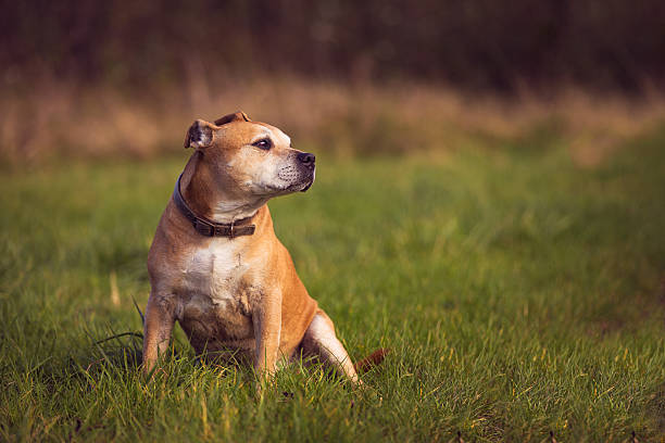 staffordshire bull terrier - american staffordshire terrier bull terrier terrier purebred dog - fotografias e filmes do acervo