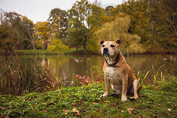 staffordshire bull terrier - american staffordshire terrier bull terrier terrier purebred dog - fotografias e filmes do acervo