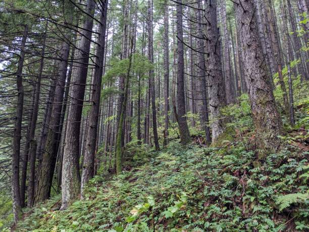 울창한 소나무 숲 속으로 위로 보이는 모습 - vancouver green forest ravine 뉴스 사진 이미지