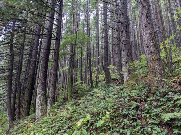 istock View upward into a dense pine woodland 1803425406