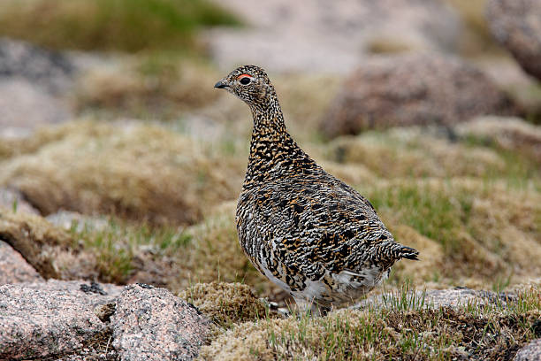 istock Ptarmigan, Lagopus mutus 180342591