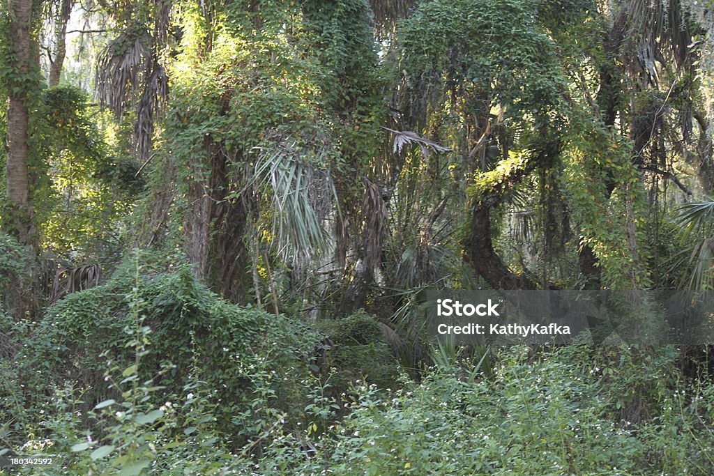 Лития-Спрингс Государственный парк в штате Флорида - Стоковые фото Без людей роялти-фри